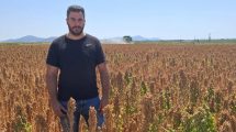Ξεκίνησε-θετικά-η-συγκομιδή-κινόα-στη-Ροδόπη.-Ικανοποίηση-στους-παραγωγούς-για-τις-πρώτες-αποδόσεις