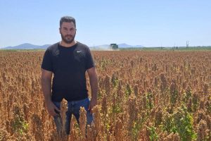 Ξεκίνησε-θετικά-η-συγκομιδή-κινόα-στη-Ροδόπη.-Ικανοποίηση-στους-παραγωγούς-για-τις-πρώτες-αποδόσεις