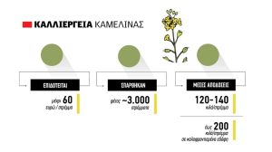 Η-καλλιέργεια-της-Καμελίνας-καθιερώνεται-στη-Βόρεια-Ελλάδα,-με-κόστος-παραγωγής-που-αγγίζει-τα-70-ευρώ-ανά-στρέμμα.