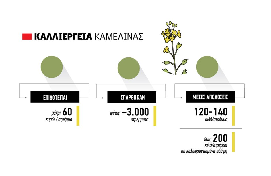 Η-καλλιέργεια-της-Καμελίνας-καθιερώνεται-στη-Βόρεια-Ελλάδα,-με-κόστος-παραγωγής-που-αγγίζει-τα-70-ευρώ-ανά-στρέμμα.