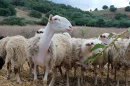 Η-εξισωτική-αποζημίωση-τέθηκε-υπό-έλεγχο-από-το-2023,-κατόπιν-απόφασης-της-Ευρωπαϊκής-Επιτροπής.