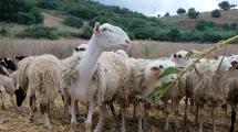 Η-εξισωτική-αποζημίωση-τέθηκε-υπό-έλεγχο-από-το-2023,-κατόπιν-απόφασης-της-Ευρωπαϊκής-Επιτροπής.