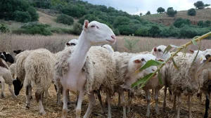 Η-εξισωτική-αποζημίωση-τέθηκε-υπό-έλεγχο-από-το-2023,-κατόπιν-απόφασης-της-Ευρωπαϊκής-Επιτροπής.