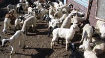 Νέα-Αριστερά-:-«Κυβέρνηση:-Για-την-ευλογιά-φταίνε-οι-κτηνοτρόφοι»