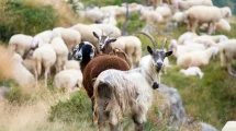 “Η-πραγματικότητα-των-κτηνοτρόφων-διαψεύδει-τις-δηλώσεις-Τσιάρα-για-υψηλότερες-αποζημιώσεις-στην-Ευρώπη”