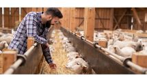 Εμβολιασμός-των-προβάτων-–-«Επιστημονική-τεκμηρίωση»-ή-Πολιτική-Υπεκφυγή-!;