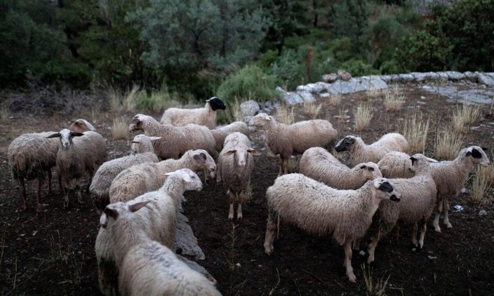 «73-εκατομμύρια-ευρώ-για-τους-πληγέντες-κτηνοτρόφους»