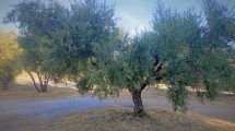Επίκαιρη-Ερώτηση-για-Αποζημιώσεις-από-τον-Δάκο-της-Ελιάς