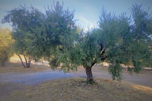 Επίκαιρη-Ερώτηση-για-Αποζημιώσεις-από-τον-Δάκο-της-Ελιάς