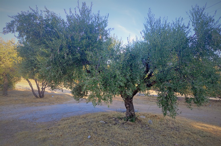 Επίκαιρη-Ερώτηση-για-Αποζημιώσεις-από-τον-Δάκο-της-Ελιάς