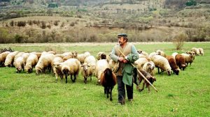 Εμβολιασμός-για-την-ευλογιά-αιγοπροβάτων-–-Η-αλήθεια-πίσω-από-την-παραπληροφόρηση
