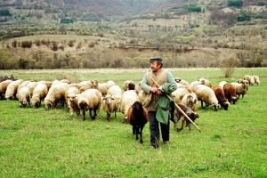 Εμβολιασμός-για-την-ευλογιά-αιγοπροβάτων-–-Η-αλήθεια-πίσω-από-την-παραπληροφόρηση