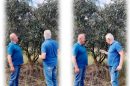 Όσοι-έχουν-ελιές-κινδυνεύουν-με-πρόστιμα.-Τι-αλλάζει-από-το-2026-!