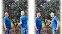 Όσοι-έχουν-ελιές-κινδυνεύουν-με-πρόστιμα.-Τι-αλλάζει-από-το-2026-!