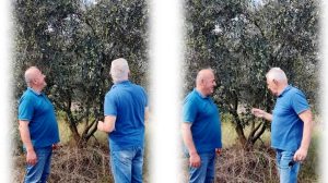 Όσοι-έχουν-ελιές-κινδυνεύουν-με-πρόστιμα.-Τι-αλλάζει-από-το-2026-!