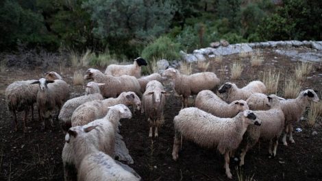 Χρήστος-Κέλλας-στη-Βουλή:-«Δεν-υπάρχει-αδειοδοτημένο-εμβόλιο-κατά-της-ευλογιάς-σε-Ελλάδα-και-Ευρώπη»-(video)