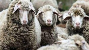 Επιστολή-σε-ΥΠΑΑΤ-για-επιστημονικά-διαθέσιμα-εργαλεία-εμβολιασμού-κατά-της-ευλογιάς-των-προβάτων