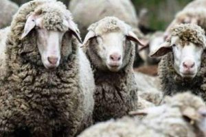 Επιστολή-σε-ΥΠΑΑΤ-για-επιστημονικά-διαθέσιμα-εργαλεία-εμβολιασμού-κατά-της-ευλογιάς-των-προβάτων