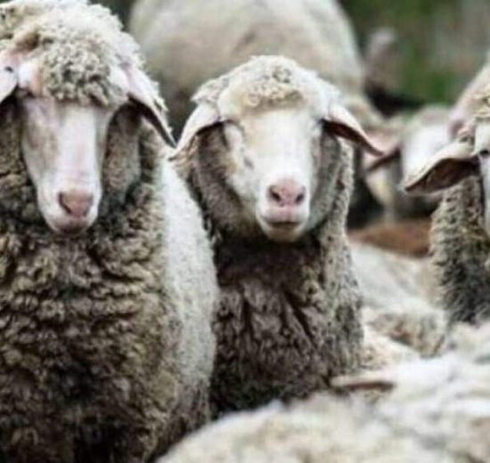 Επιστολή-σε-ΥΠΑΑΤ-για-επιστημονικά-διαθέσιμα-εργαλεία-εμβολιασμού-κατά-της-ευλογιάς-των-προβάτων