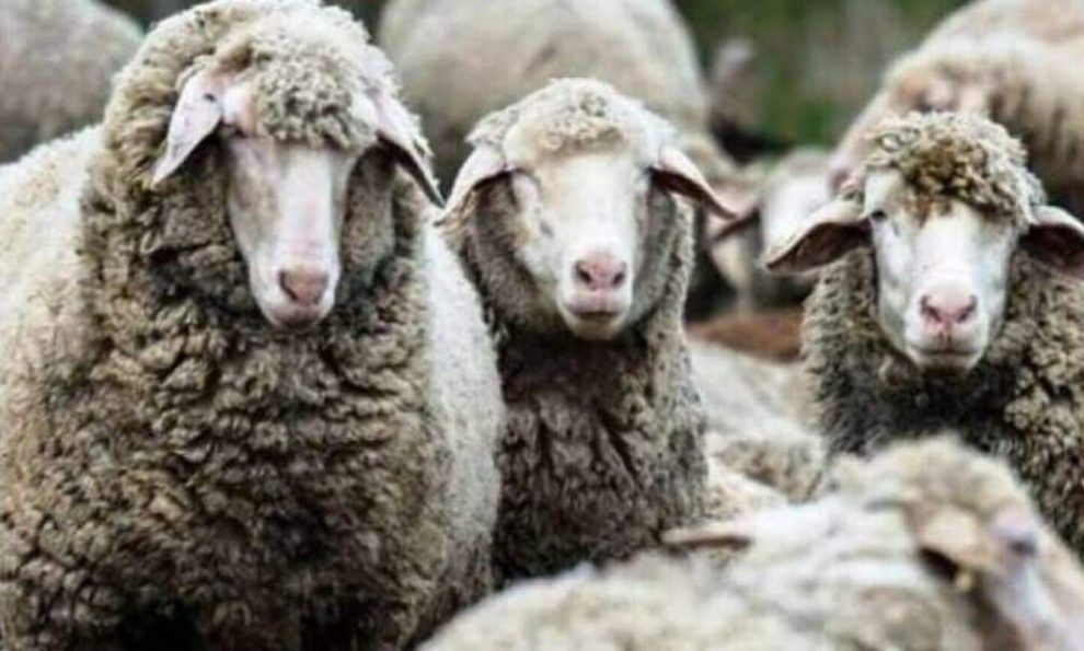 Επιστολή-σε-ΥΠΑΑΤ-για-επιστημονικά-διαθέσιμα-εργαλεία-εμβολιασμού-κατά-της-ευλογιάς-των-προβάτων