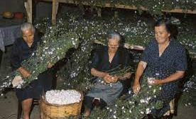 Σάκης-Αρναούτογλου-προς-Κομισιόν:-«Η-Κυβέρνηση-αφήνει-τους-σηροτρόφους-του-Έβρου-να-πνίγονται-στο-κουκούλι-της-αδιαφορίας»