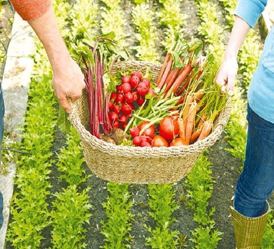 ΔΠΘ:-Ημερίδα-στην-Ξάνθη-με-θέμα-«Αγροδιατροφή-και-Ψηφιακή-Καινοτομία:-Το-ΔΠΘ.-ως-καταλύτης-ανάπτυξης»