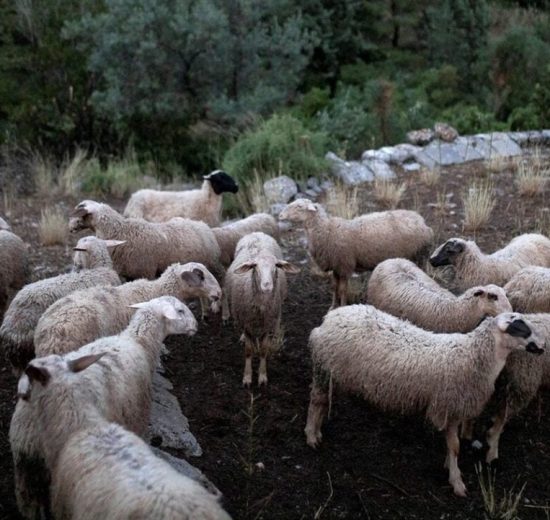 Συλλήψεις-και-έλεγχοι-για-την-ευλογιά-αιγοπροβάτων-(πίνακες-στατιστικών)