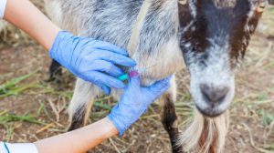 Κώστας-Τσιάρας:-Να-αποφύγουμε-τον-εμβολιασμό-για-την-ευλογιά-των-αιγοπροβάτων-–-Χώρες-που-τον-εφάρμοσαν-δεν-έχουν-βγει-από-τη-ζωονόσο