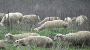 Επίσημη-απάντηση-της-Ευρωπαϊκής-Επιτροπής-στο-αίτημα-του-ΑΚΚΕΛ-για-στήριξη-των-Ελλήνων-κτηνοτρόφων