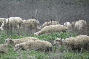 Επίσημη-απάντηση-της-Ευρωπαϊκής-Επιτροπής-στο-αίτημα-του-ΑΚΚΕΛ-για-στήριξη-των-Ελλήνων-κτηνοτρόφων
