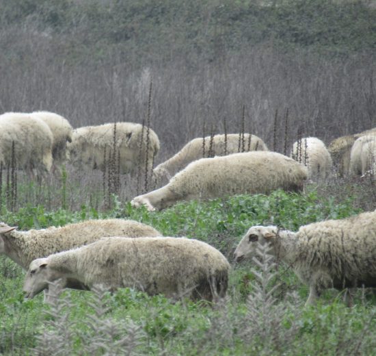 Επίσημη-απάντηση-της-Ευρωπαϊκής-Επιτροπής-στο-αίτημα-του-ΑΚΚΕΛ-για-στήριξη-των-Ελλήνων-κτηνοτρόφων