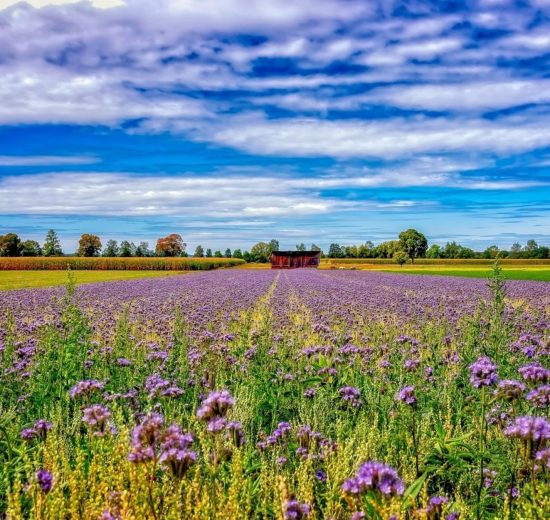 Πανευρωπαϊκό-βήμα-προόδου-σχετικά-με-τη-νιτρορύπανση-και-τις-απώλειες-αζώτου-στη-γεωργία