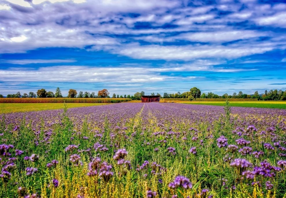 Πανευρωπαϊκό-βήμα-προόδου-σχετικά-με-τη-νιτρορύπανση-και-τις-απώλειες-αζώτου-στη-γεωργία