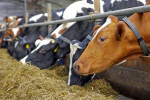 Η-Διεύθυνση-Κτηνιατρικής-της-ΠΑΜΘ-ενημερώνει-για-την-πορεία-του-νοσήματος-του-Αφθώδους-πυρετού