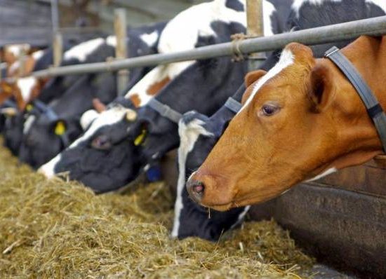 Η-Διεύθυνση-Κτηνιατρικής-της-ΠΑΜΘ-ενημερώνει-για-την-πορεία-του-νοσήματος-του-Αφθώδους-πυρετού