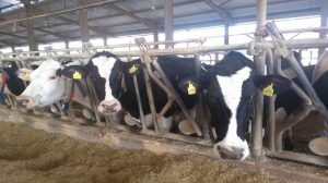 -Έναρξη-της-περιόδου-διενέργειας-και-κοινοποίησης-ετήσιας-απογραφής-ζωικού-κεφαλαίου-εκμεταλλεύσεων-αιγοπροβάτων,-χοίρων--Απογραφές-βοοειδών.