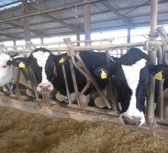 -Έναρξη-της-περιόδου-διενέργειας-και-κοινοποίησης-ετήσιας-απογραφής-ζωικού-κεφαλαίου-εκμεταλλεύσεων-αιγοπροβάτων,-χοίρων--Απογραφές-βοοειδών.