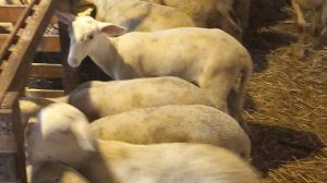 ΥΠΑΑΤ:-Νέα-ενίσχυση-26-εκατ.-ευρώ-για-αποζημιώσεις-κτηνοτρόφων-λόγω-ευλογιάς