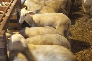 ΥΠΑΑΤ:-Νέα-ενίσχυση-26-εκατ.-ευρώ-για-αποζημιώσεις-κτηνοτρόφων-λόγω-ευλογιάς