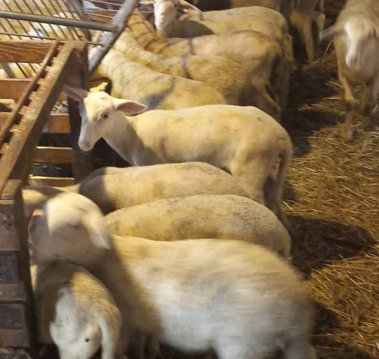 ΥΠΑΑΤ:-Νέα-ενίσχυση-26-εκατ.-ευρώ-για-αποζημιώσεις-κτηνοτρόφων-λόγω-ευλογιάς