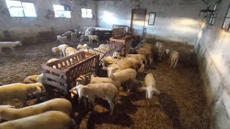 Παραδοχή-της-αναφοράς-του-ΑΚΚΕΛ-από-το-Ευρωπαϊκό-Κοινοβούλιο-για-την-πανώλη-και-ευλογιά-στα-ζώα