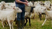 Το-ΥΠΑΑΤ-αναστέλει-μέτρα-αναγκαστικής-εκτέλεσης-για-κτηνοτρόφους-που-πλήττονται-από-την-ευλογιά-των-αιγοπροβάτων