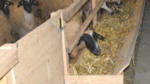 «Η-τακτική-των-θανατώσεων-είναι-καταστροφή-για-τους-κτηνοτρόφους-και-φέρνει-δεινά-στον-καταναλωτή»