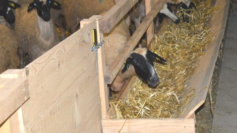 «Η-τακτική-των-θανατώσεων-είναι-καταστροφή-για-τους-κτηνοτρόφους-και-φέρνει-δεινά-στον-καταναλωτή»