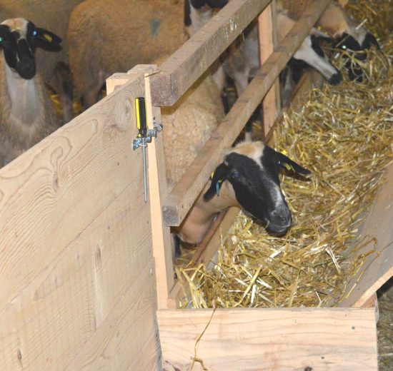 «Η-τακτική-των-θανατώσεων-είναι-καταστροφή-για-τους-κτηνοτρόφους-και-φέρνει-δεινά-στον-καταναλωτή»