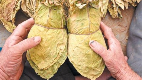 Ιλχάν-Αχμέτ-:-«Σοβαρά-και-διαχρονικά-προβλήματα-που-αντιμετωπίζουν-οι-καπνοπαραγωγοί-της-Περιφερειακής-Ενότητας-Ροδόπης-–-Αιτήματα-αποκατάστασης-εισοδήματος-και-στήριξης-της-καπνοκαλλιέργειας»