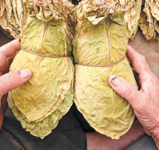 Ιλχάν-Αχμέτ-:-«Σοβαρά-και-διαχρονικά-προβλήματα-που-αντιμετωπίζουν-οι-καπνοπαραγωγοί-της-Περιφερειακής-Ενότητας-Ροδόπης-–-Αιτήματα-αποκατάστασης-εισοδήματος-και-στήριξης-της-καπνοκαλλιέργειας»