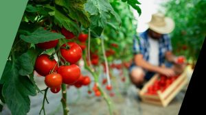 Παύλος-Χρηστίδης:-Αν-εγκαταλείψουν-οι-αγρότες,-τι-θα-γίνει-η-Ελλάδα;-Θα-τα-εισάγουμε-όλα;
