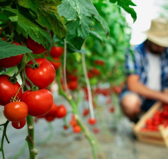 Παύλος-Χρηστίδης:-Αν-εγκαταλείψουν-οι-αγρότες,-τι-θα-γίνει-η-Ελλάδα;-Θα-τα-εισάγουμε-όλα;