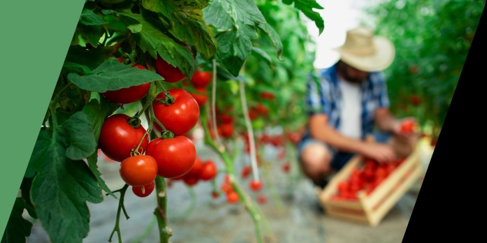 Παύλος-Χρηστίδης:-Αν-εγκαταλείψουν-οι-αγρότες,-τι-θα-γίνει-η-Ελλάδα;-Θα-τα-εισάγουμε-όλα;